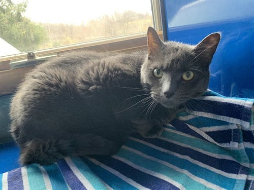 MORI - Domestic Short Hair available for adoption