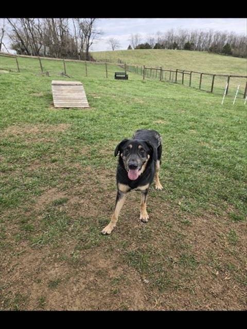 BAELEY - German Shepherd Dog available for adoption