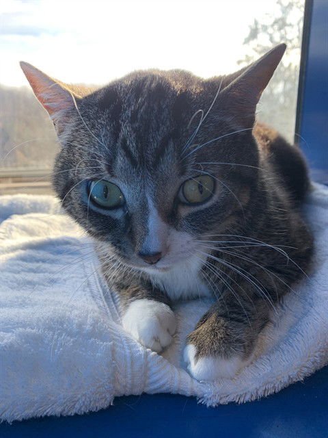 MORT - Domestic Short Hair available for adoption