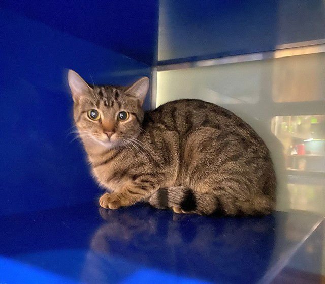 ALMA - Domestic Short Hair available for adoption