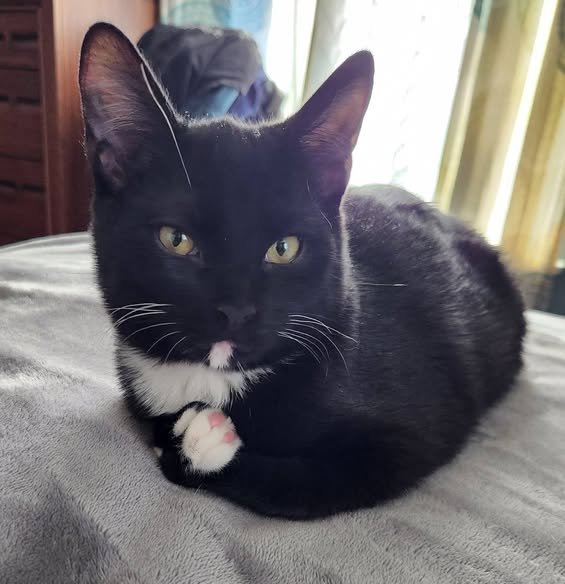 DOMINO - Domestic Short Hair available for adoption