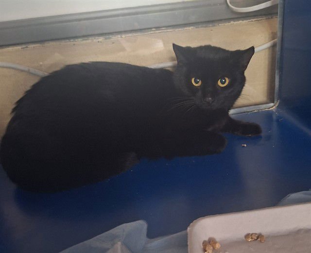 ALICE - Domestic Short Hair available for adoption