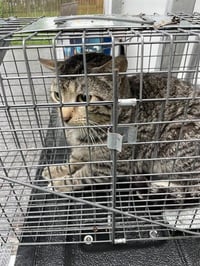 DARIO BARN CAT - Photo 1