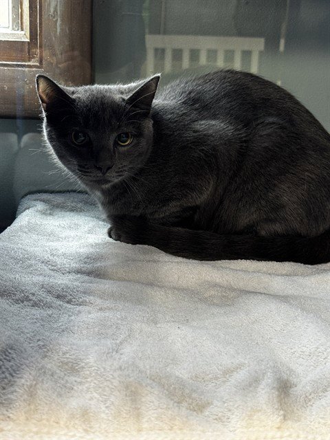 DASH - Domestic Short Hair available for adoption