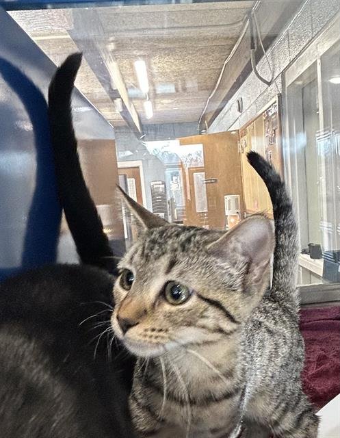 TIGER - Domestic Short Hair available for adoption