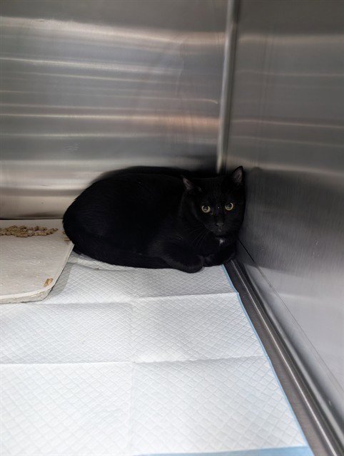 ARENAS - Domestic Short Hair available for adoption
