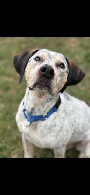 OAKLEY - Bluetick Coonhound available for adoption