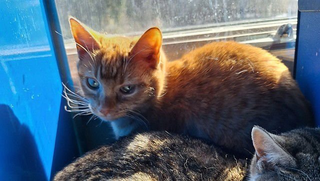 ROSE - Domestic Short Hair available for adoption