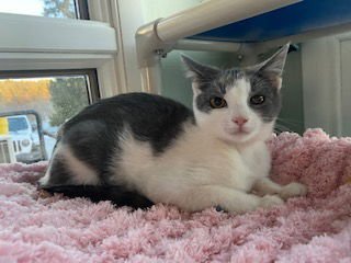 DOMINIQUE - Domestic Short Hair available for adoption