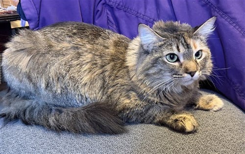 MOON - Domestic Medium Hair available for adoption