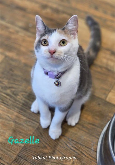 GAZELLE - Domestic Short Hair available for adoption