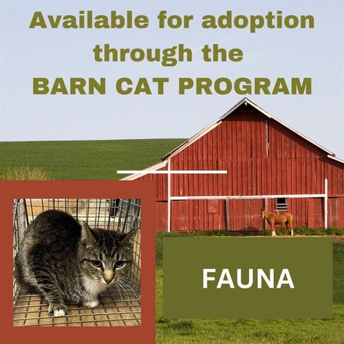 FAUNA BARN CAT