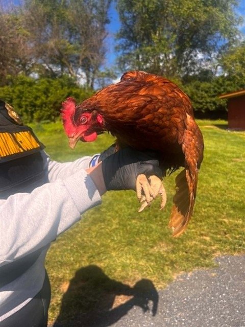 A123414 - Chicken available for adoption