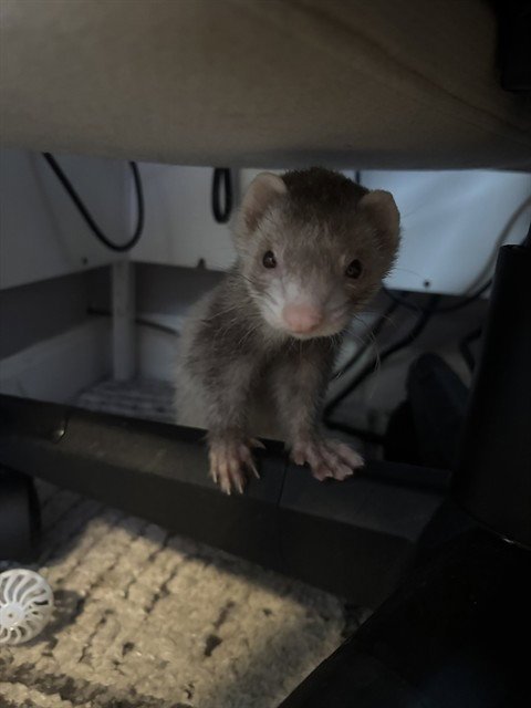 SCOUT - Ferret available for adoption