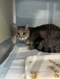 NALA - Photo 1