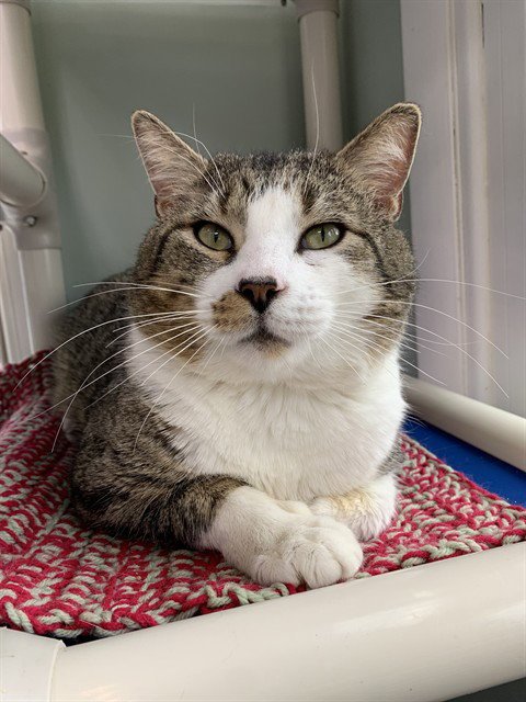 MAYOR - Domestic Short Hair available for adoption