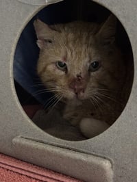 BANDIT BARN CAT - Photo 1