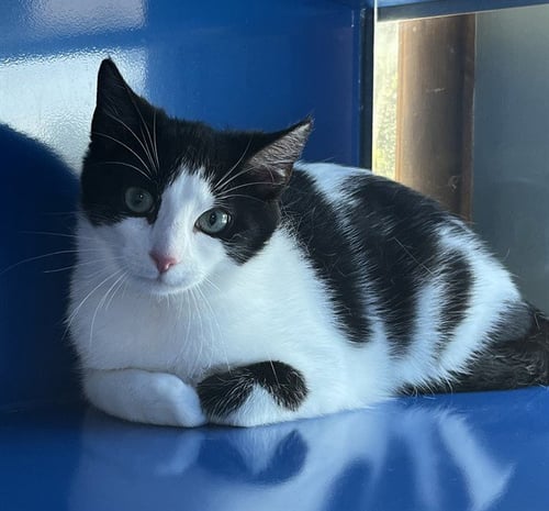 PONGO - Domestic Short Hair available for adoption