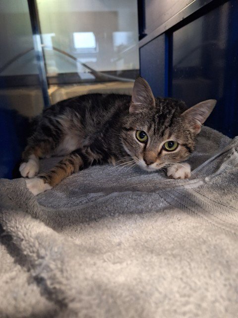 MOWGLI - Domestic Short Hair available for adoption