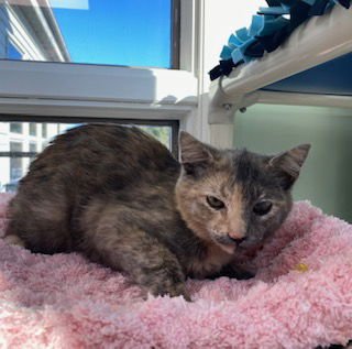 TORTIE - Domestic Short Hair available for adoption