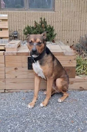 TUCKER - Pit Bull Terrier available for adoption