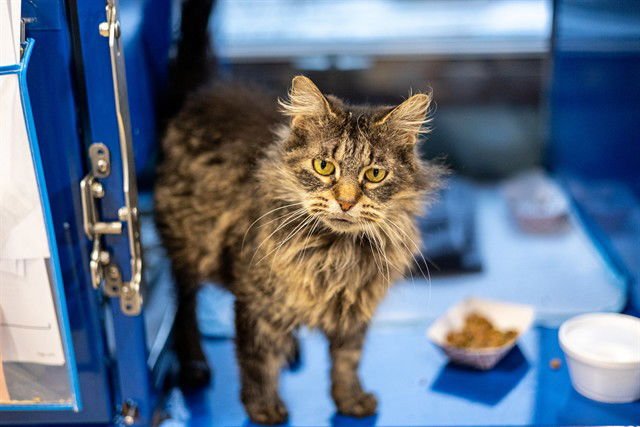 SORAYA - Domestic Medium Hair available for adoption