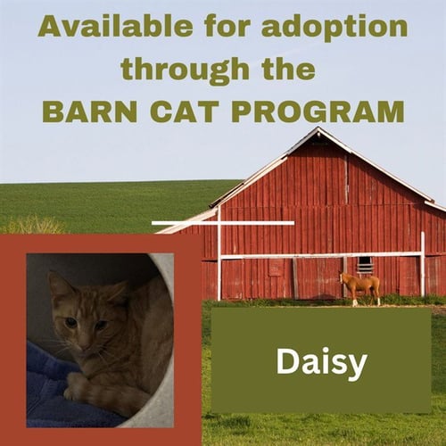 DAISY BARN CAT