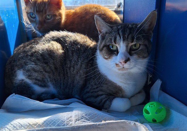 TULIP - Domestic Short Hair available for adoption