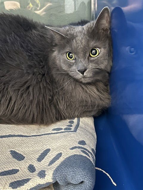 SKITTLES - Domestic Medium Hair available for adoption