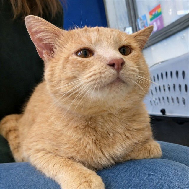 MURPHY - Domestic Short Hair available for adoption