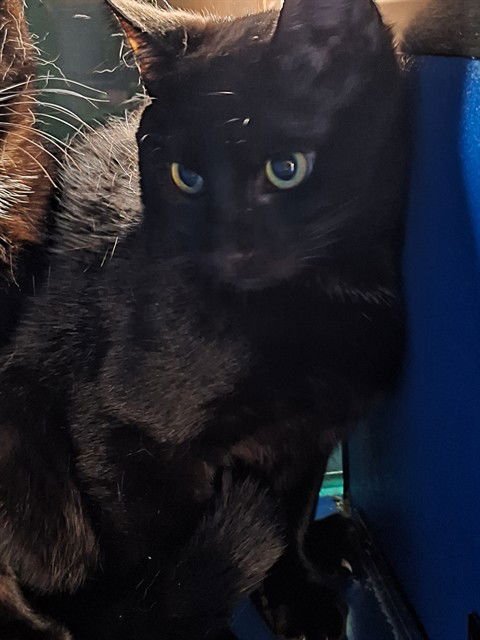 BASIL - Domestic Short Hair available for adoption