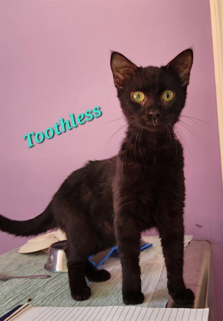 TOOTHLESS - Domestic Short Hair available for adoption