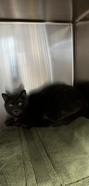 CHLOE - Domestic Short Hair available for adoption