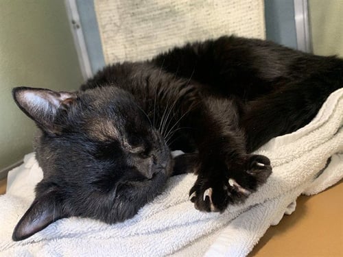 RANCE - Domestic Short Hair available for adoption