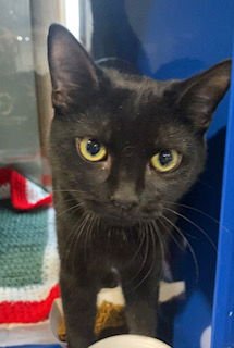 WALNUT - Domestic Short Hair available for adoption