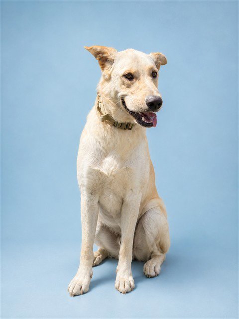 RADO - Golden Retriever available for adoption