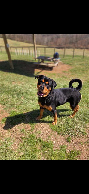 HOLLY - Rottweiler / Boxer available for adoption