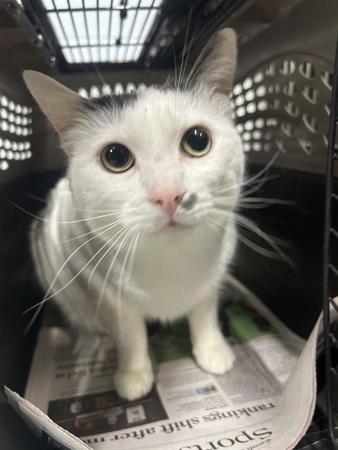 KOKO - Domestic Short Hair available for adoption