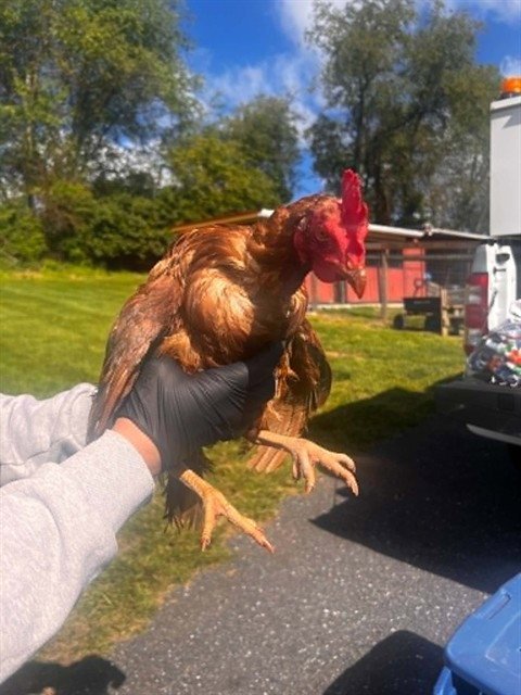 A123412 - Chicken available for adoption