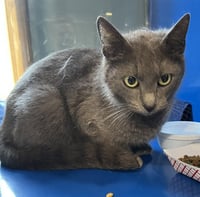 PEBBLES - Photo 1