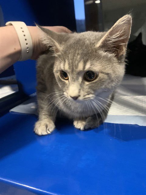 MEENY - Domestic Short Hair available for adoption