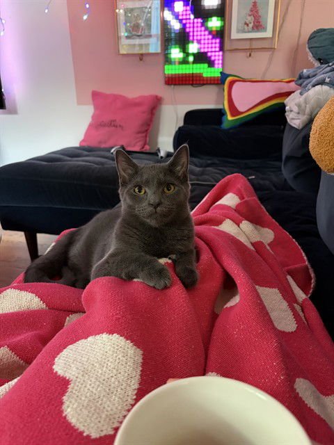 PEARL - Domestic Short Hair available for adoption