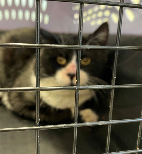 MAGPIE BARN CAT - Domestic Short Hair available for adoption