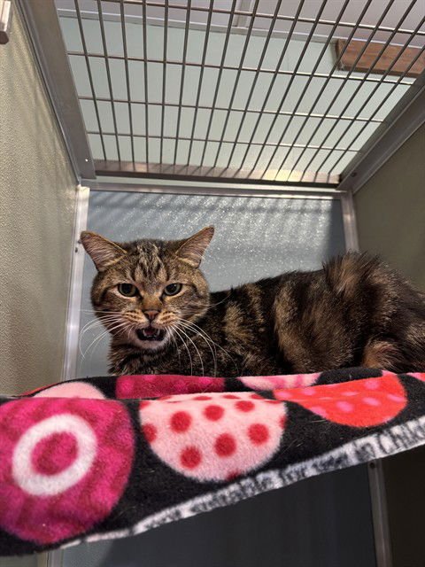 YAM - Domestic Short Hair available for adoption