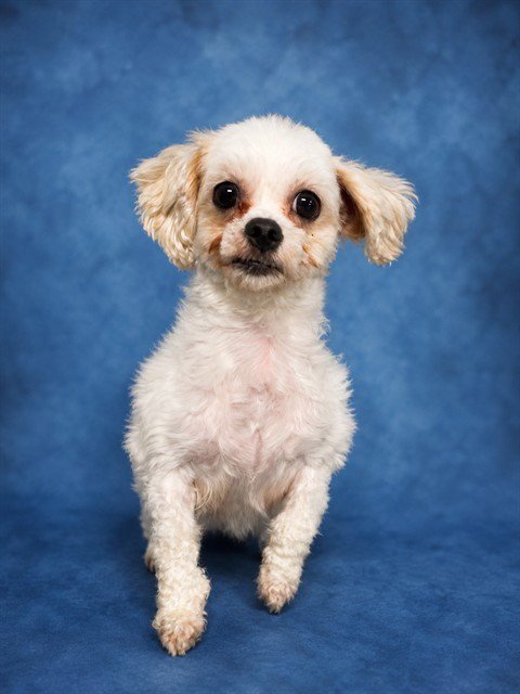 PRADA - Maltese available for adoption