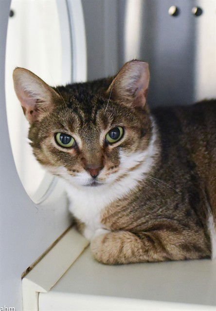 KITKAT - Domestic Short Hair available for adoption