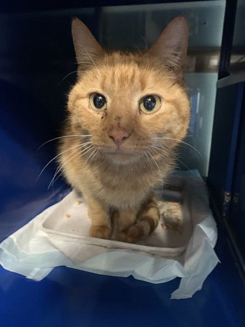 CROOKSHANKS - Domestic Short Hair available for adoption