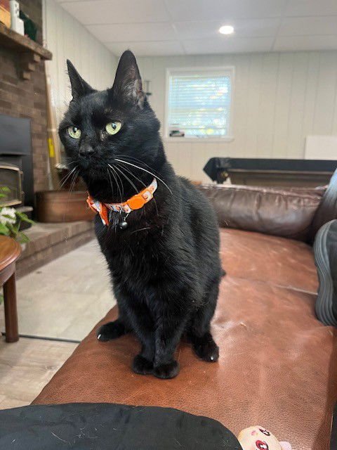 KATIE - Domestic Short Hair available for adoption