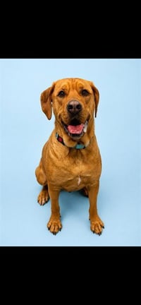SHELBY - Photo 1