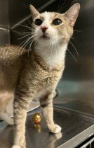 ALBERTA - Domestic Short Hair available for adoption